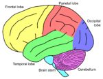 מבנה המוח - חלוקה לאונות