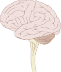 המוח האנושי וחוט השדרה