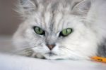 חתול עצבני - הפרעת קשב וניהול כעסים